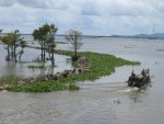Rizières submergées, entre Ha Tien et Chaudoc