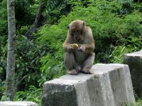 Un des nombreux singes entre Gangtok et Bagdogra ( NJP )
