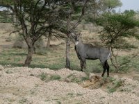 Une antilope, animal peu chassée